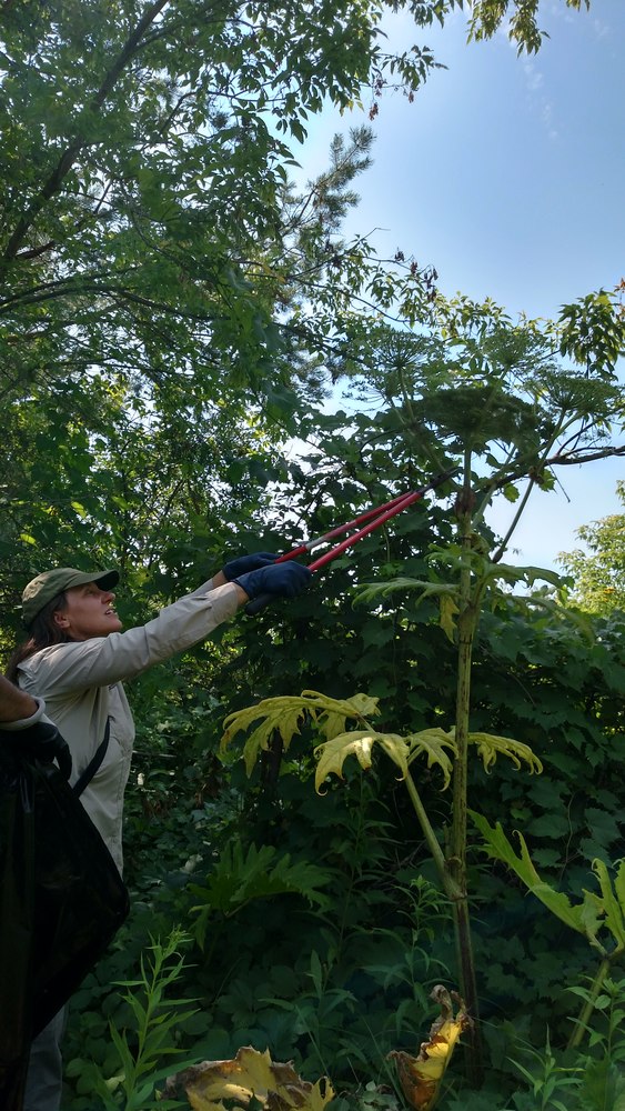 Conservation District combats giant hogweed